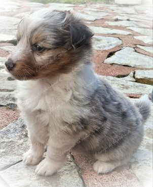 A..... de la vallée de rivendell