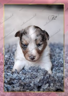 A..... de la vallée de rivendell