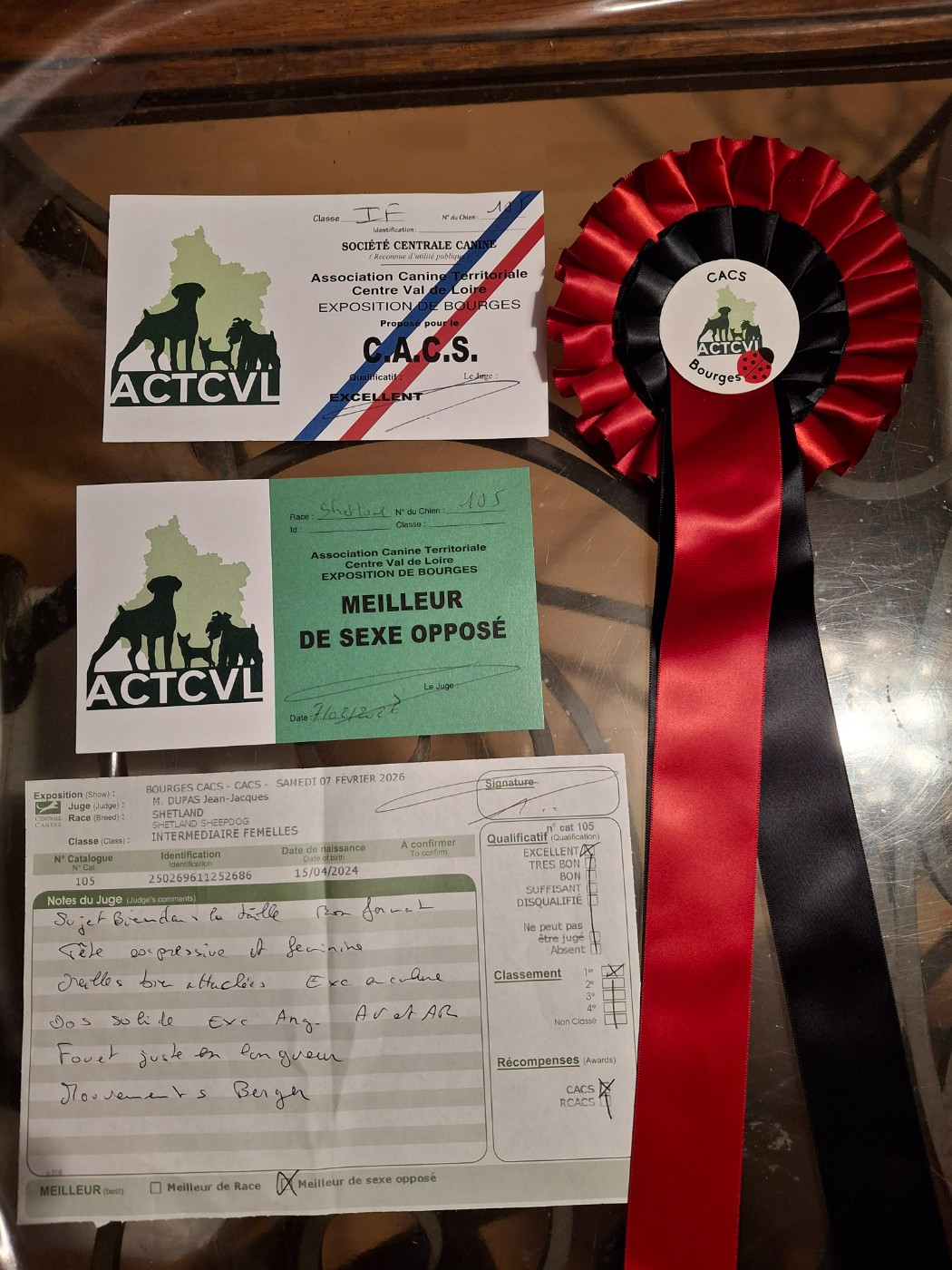 Victoire élégante argentée De La Vallée De Rivendell - 1 ère excellent en classe intermédiaire CACS meilleur sexe opposé