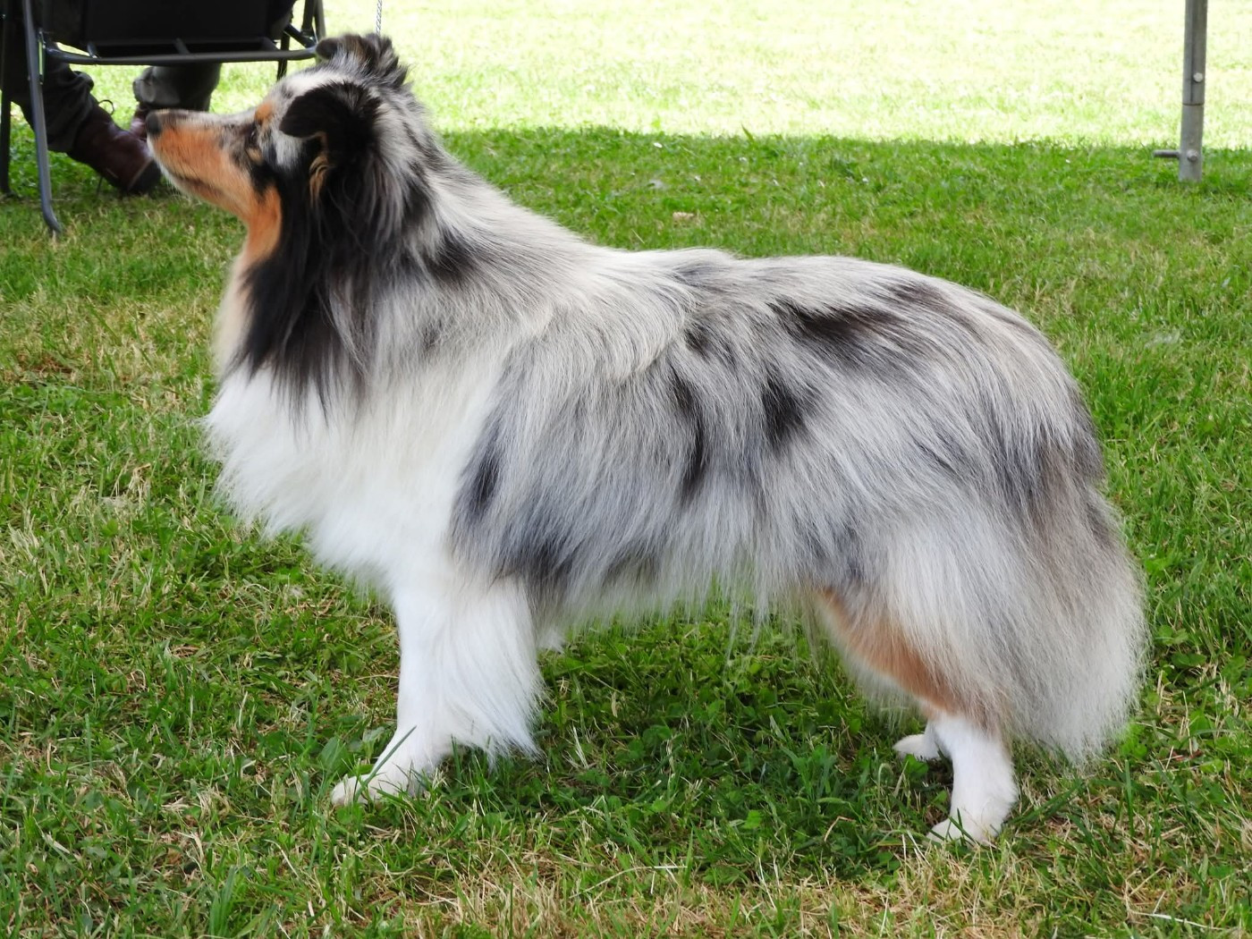 Victoire élégante argentée De La Vallée De Rivendell - excellent non classé
