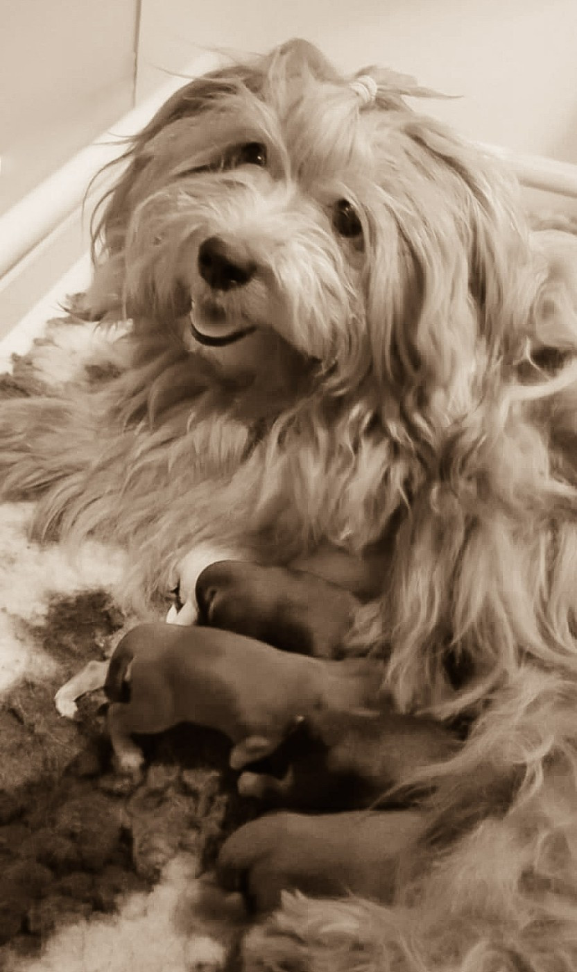 Bichon Havanais - de La Lune Havanaise