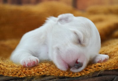 Les chiots de Bichon Havanais
