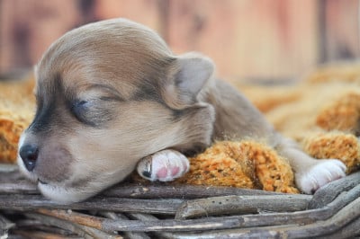Les chiots de Bichon Havanais