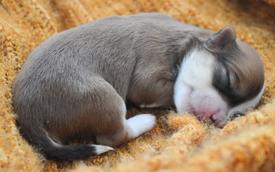 Les chiots de Bichon Havanais