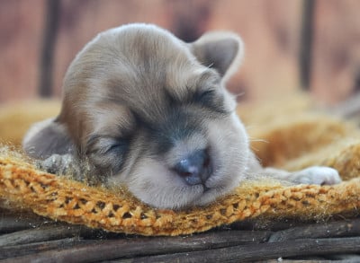 Les chiots de Bichon Havanais