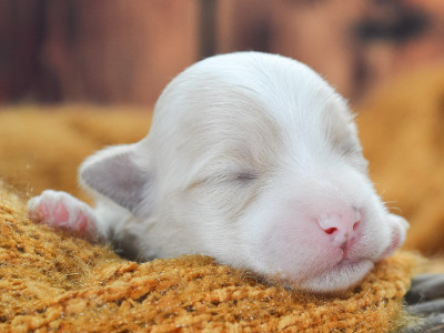 Les chiots de Bichon Havanais