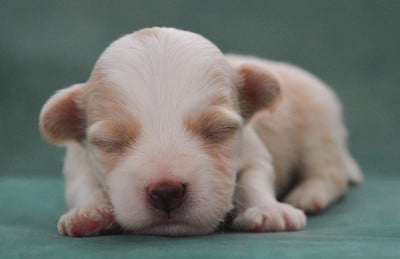 Les chiots de Bichon Havanais