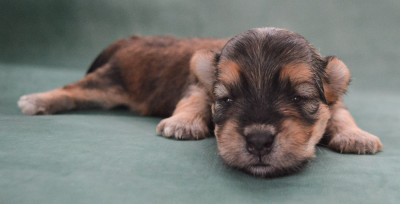 Les chiots de Bichon Havanais