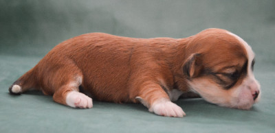Les chiots de Bichon Havanais