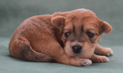 Les chiots de Bichon Havanais