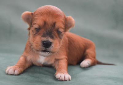 Les chiots de Bichon Havanais