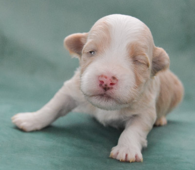 Les chiots de Bichon Havanais