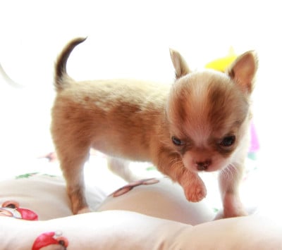 Les chiots de Chihuahua