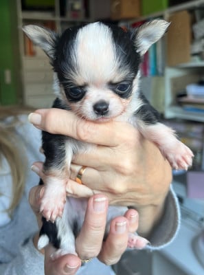 Les chiots de Chihuahua