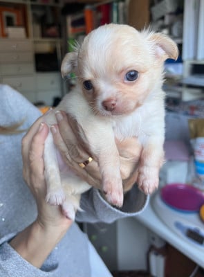 Les chiots de Chihuahua