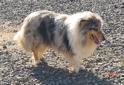 Étalon Colley à poil long - Ully Des Amours De Lyly