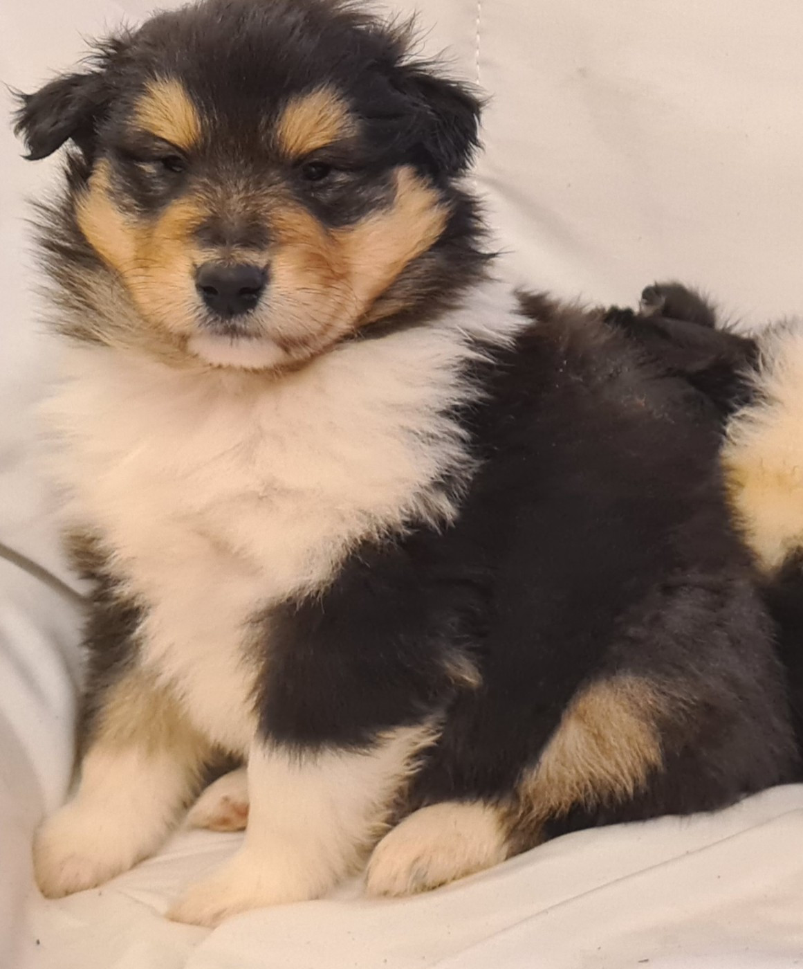 CHIOT 4 - Colley à poil long