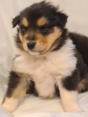 Les chiots de Colley à poil long