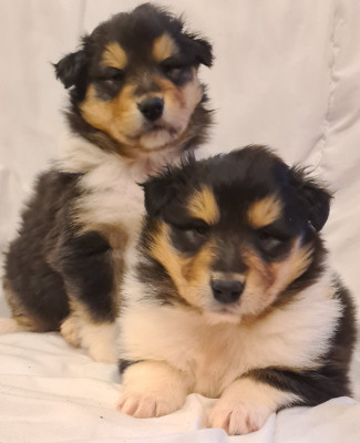Les chiots de Colley à poil long