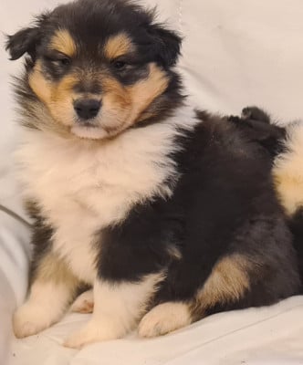 Les chiots de Colley à poil long