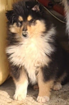 Les chiots de Colley à poil long