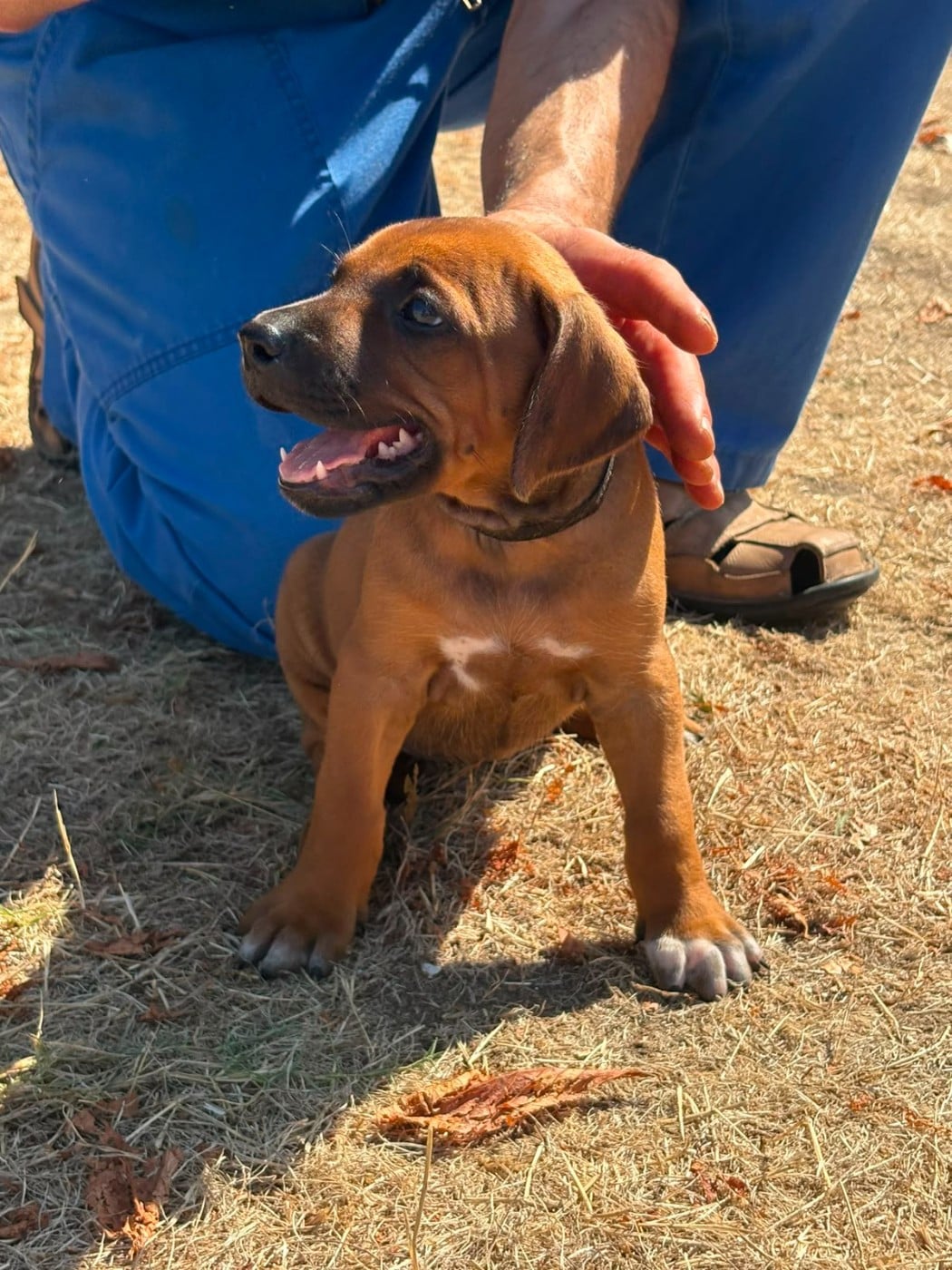 Chiot N°6 - Rhodesian Ridgeback