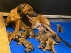 Les chiots de Rhodesian Ridgeback
