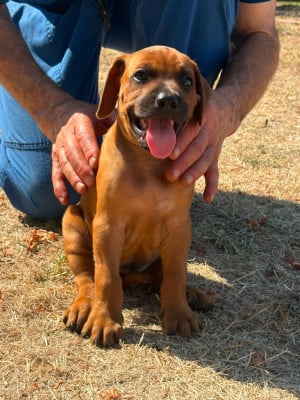 Les chiots de Rhodesian Ridgeback