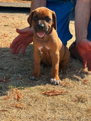 Les chiots de Rhodesian Ridgeback