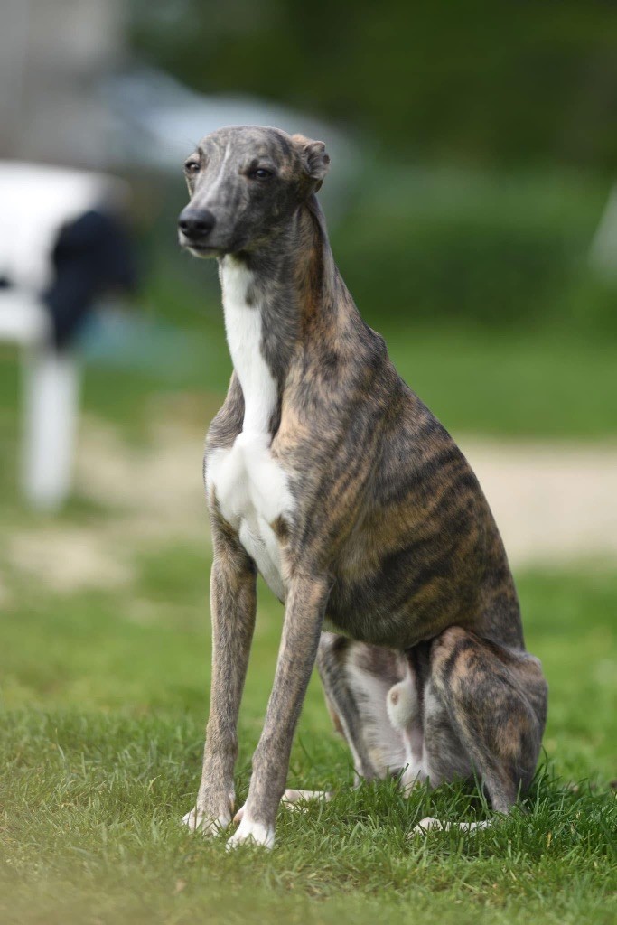 Tekyla Du Haras Eclair Horside'whip