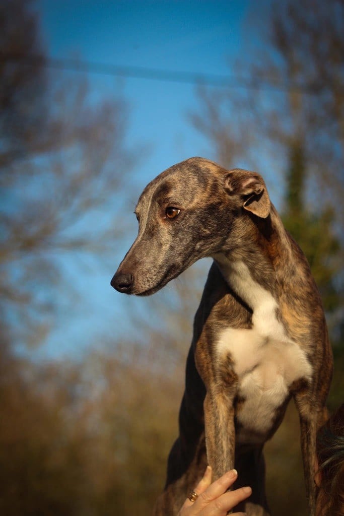 Tekyla Du Haras Eclair Horside'whip