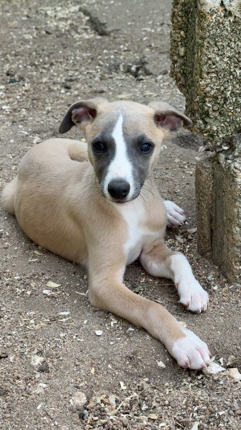 Baiko