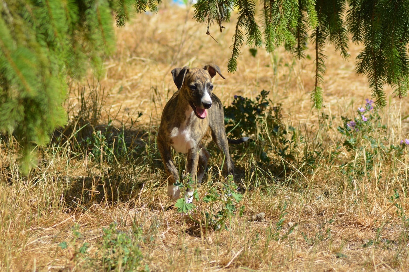 Balya