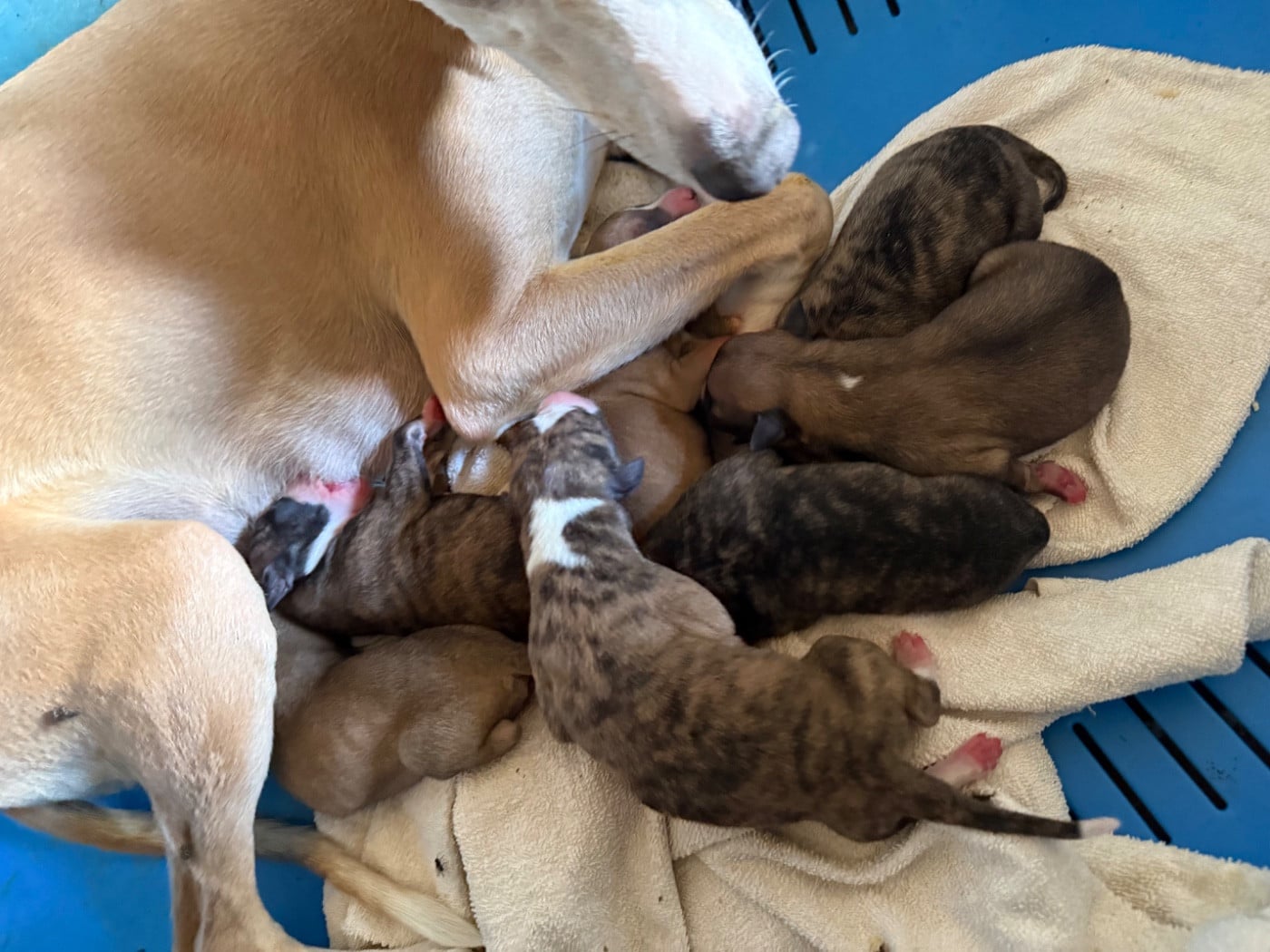 CHIOT 4 - Whippet