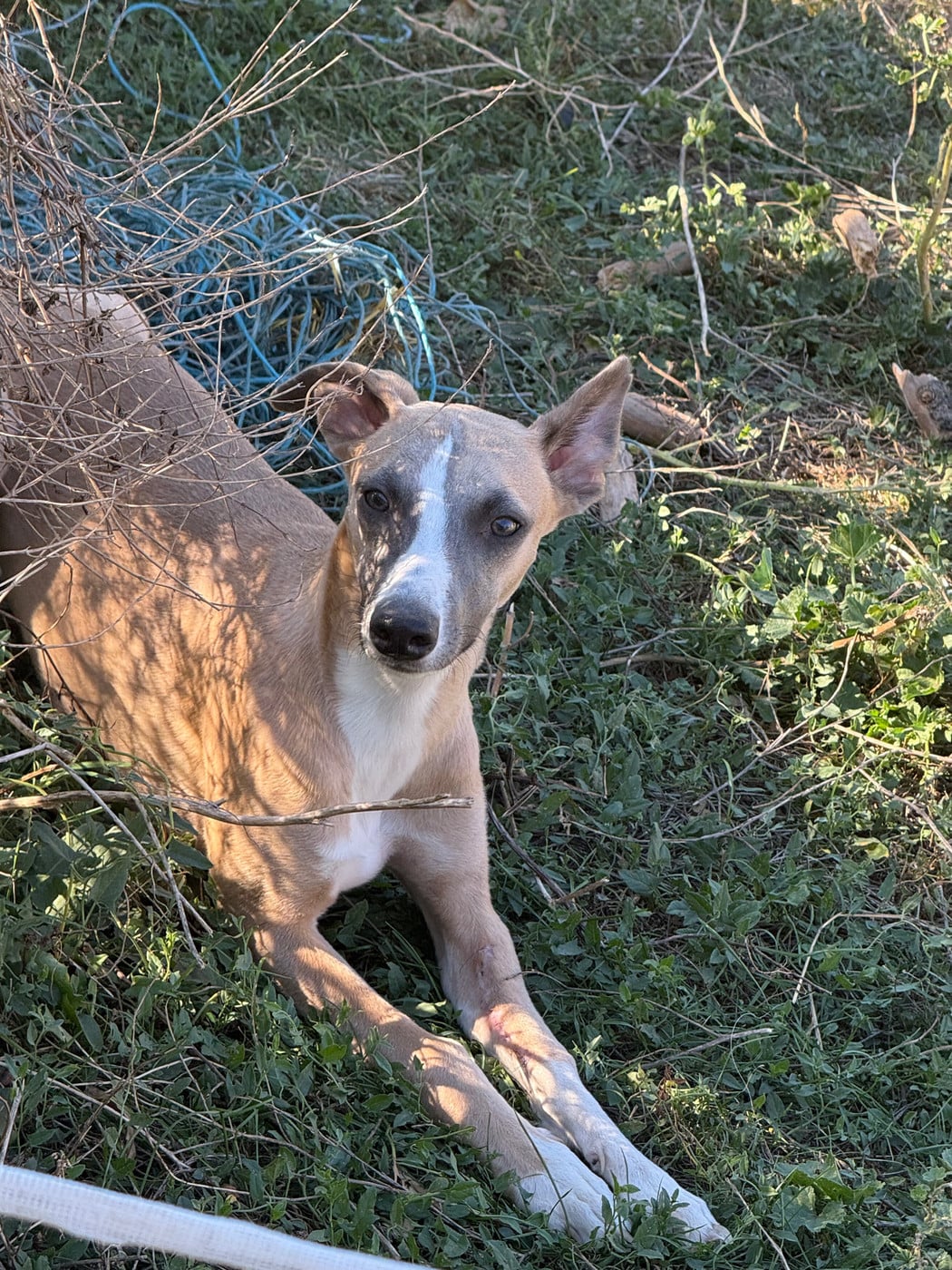 Baiko