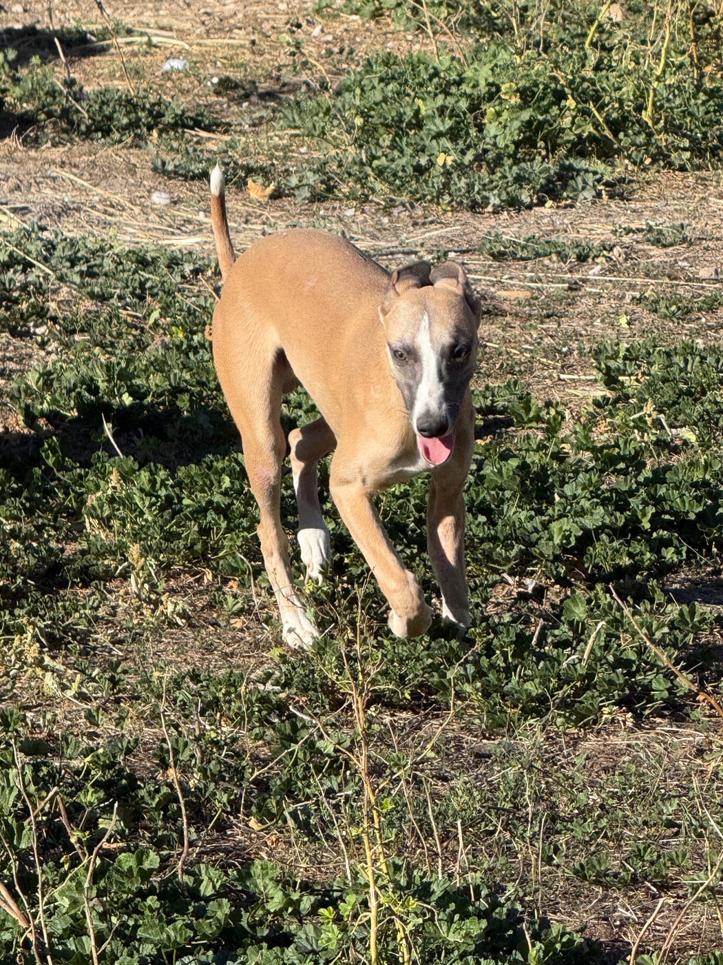 Baiko