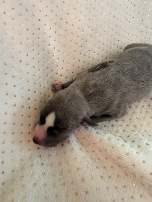 Les chiots de Whippet