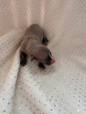Les chiots de Whippet