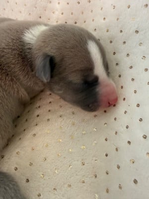 Les chiots de Whippet