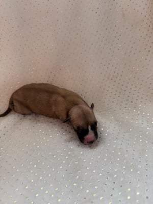 Les chiots de Whippet