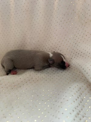 Les chiots de Whippet