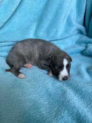 Les chiots de Whippet