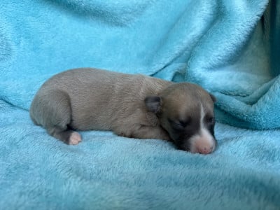 Les chiots de Whippet