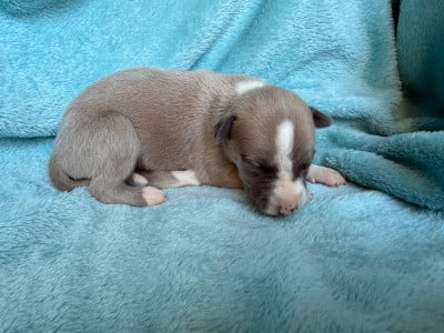 Les chiots de Whippet