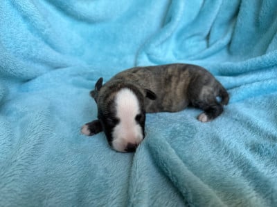 Les chiots de Whippet