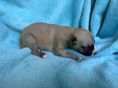 Les chiots de Whippet
