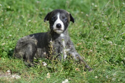 Les chiots de Whippet