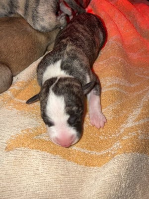 CHIOT 2 - Whippet