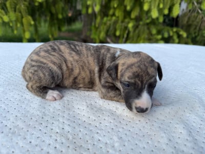Les chiots de Whippet