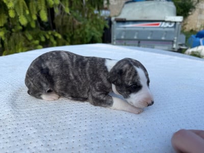 Les chiots de Whippet